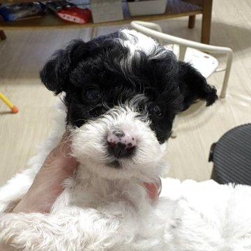 トイプードル(トイ)【大阪府・男の子・2025年10月4日・ブラック&ホワイト パーティー】の写真「自分だけの模様　パーティー」