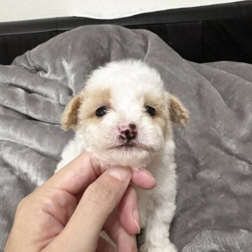 トイプードル(タイニー)【大阪府・男の子・2025年10月4日・アプリコット&ホワイト パーティー】の写真「パーティの中でも珍しい色です🩷」