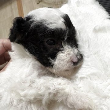 トイプードル(タイニー)【大阪府・男の子・2025年10月4日・ブラック&ホワイト パーティー】の写真「自分だけの模様　パーティー」