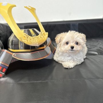 チワプー(チワワ×トイプードル)【大阪府・女の子・2025年2月27日・アプリコット】の写真「短足予定で鼻ぺちゃ」