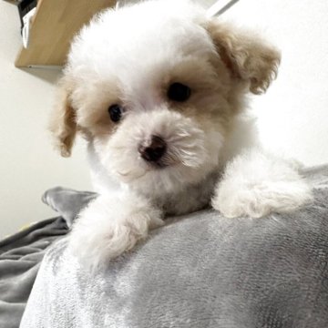 トイプードル(タイニー)【大阪府・男の子・2025年10月4日・アプリコット&ホワイト パーティー】の写真「パーティの中でも珍しい色です🩷」
