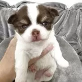 チワワ(ロング)