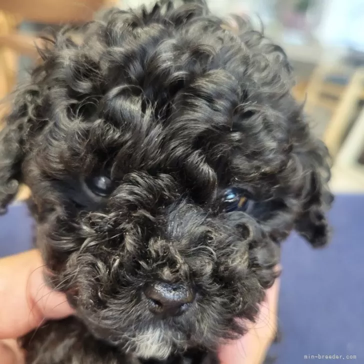 ID:2503-06246の子犬