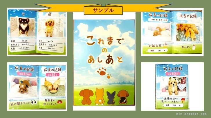 🎁成長アルバムをプレゼント🎁｜米良　一人(めら　かずと)ブリーダー(滋賀県・ボストンテリアなど・JKC登録)の紹介写真8