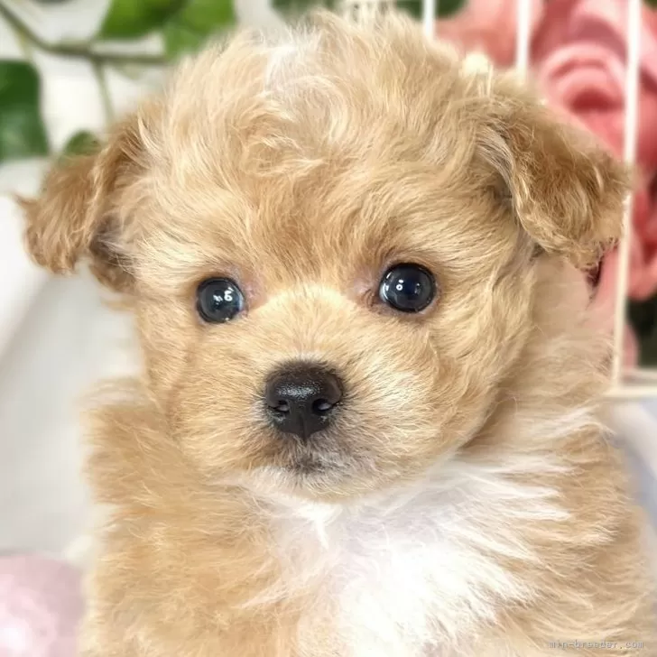 ID:2501-05206の子犬