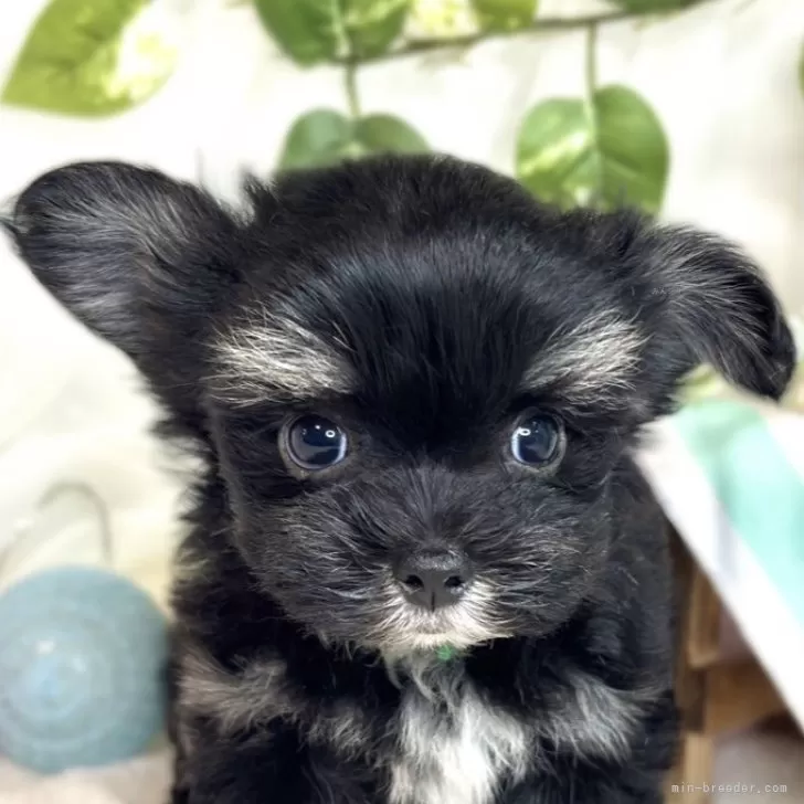 ID：2509-03897の子犬