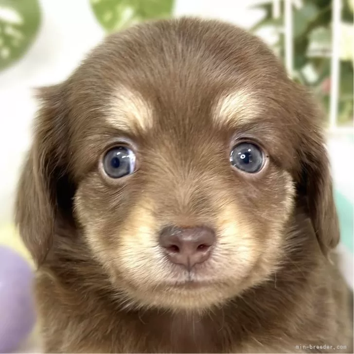 ID：2511-05550の子犬