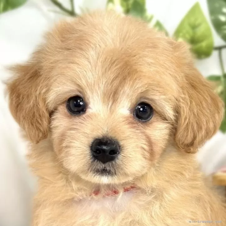 ID：2508-02548の子犬
