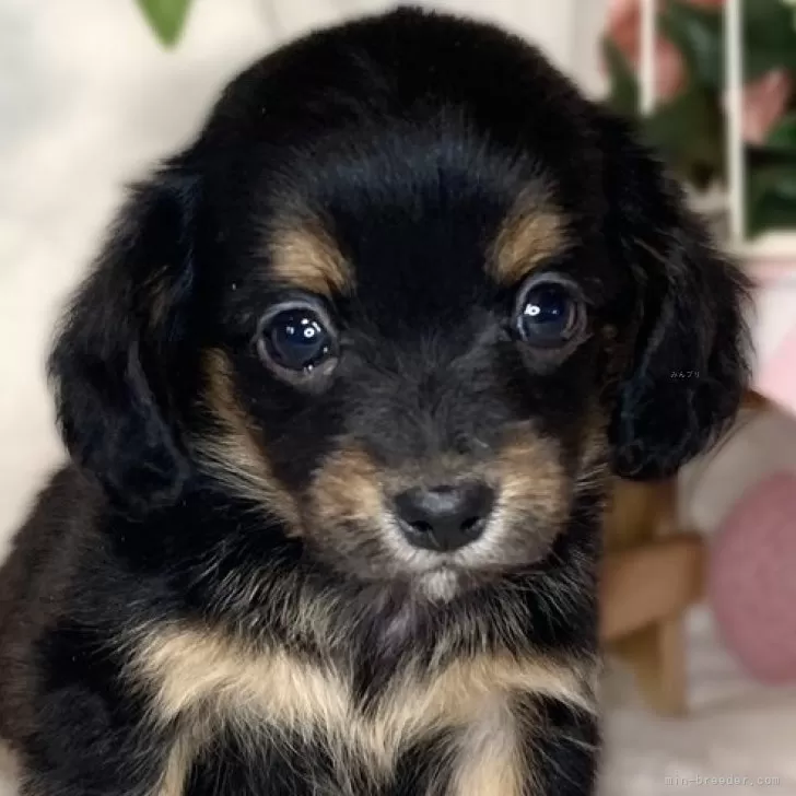 ID:2502-06083の子犬