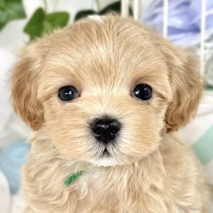 ID：2503-08326の子犬