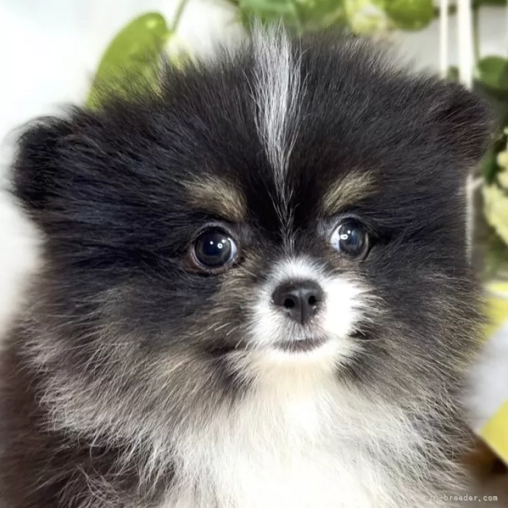 ID：2509-03535の子犬