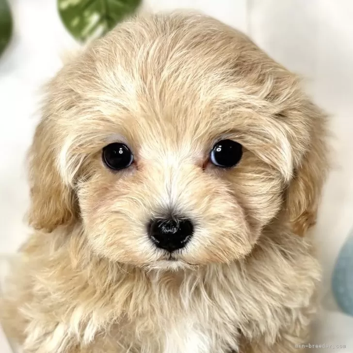 ID:2502-06056の子犬
