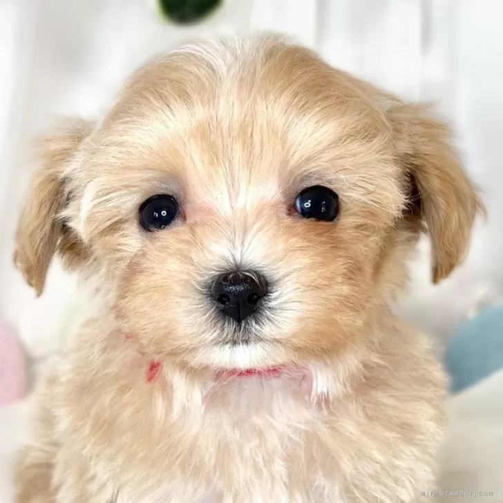 ID：2501-05211の子犬