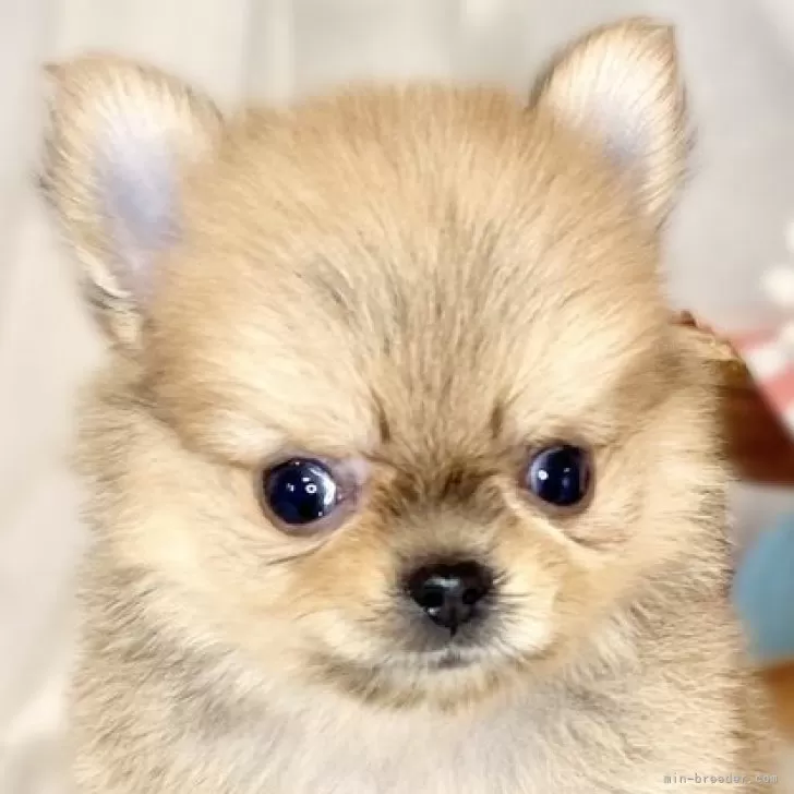 ID:2501-06321の子犬