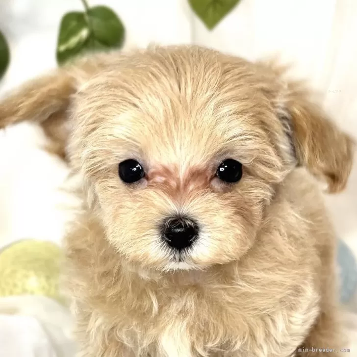 ID：2502-06050の子犬