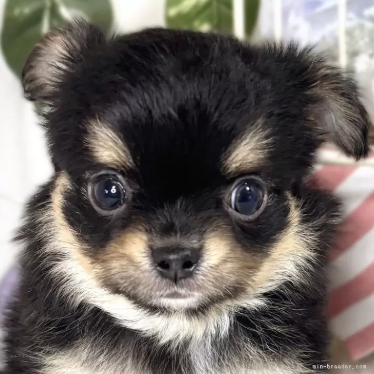 ID:2503-07673の子犬