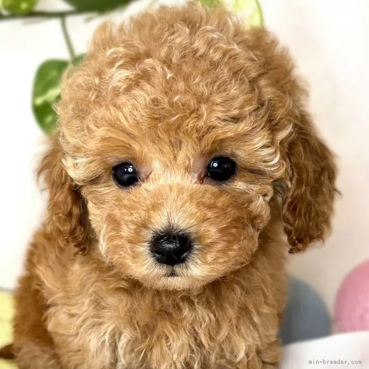 ID:2501-08171の子犬