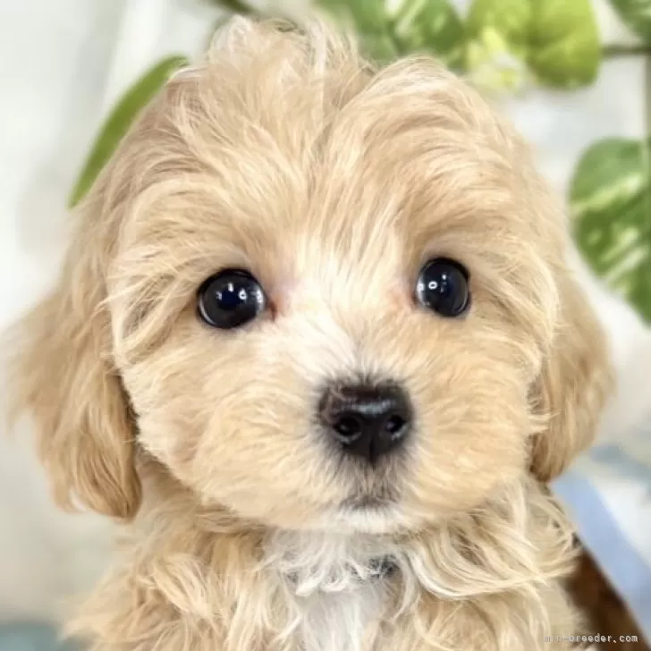 ID:2507-07647の子犬