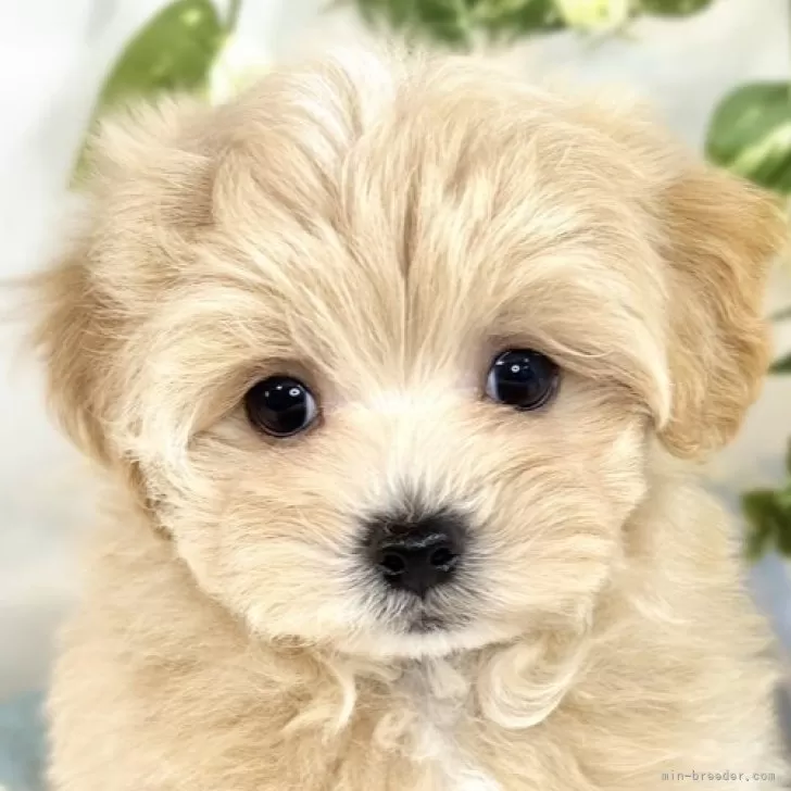 ID:2506-07909の子犬