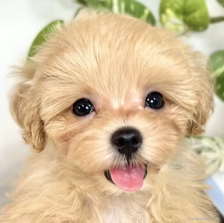 ID：2508-04913の子犬
