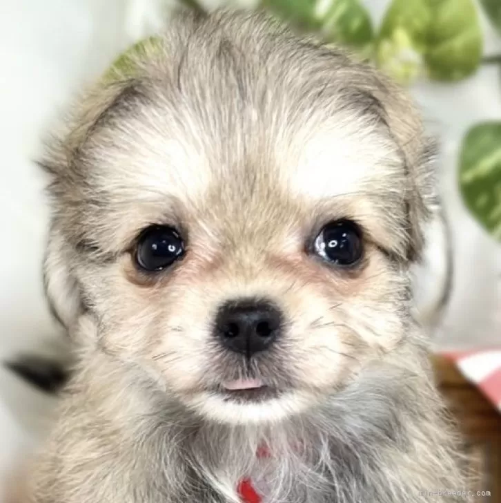 ID：2508-00361の子犬