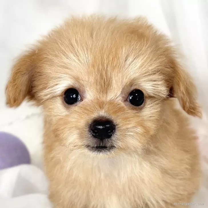 M.H 様のお迎えした子犬