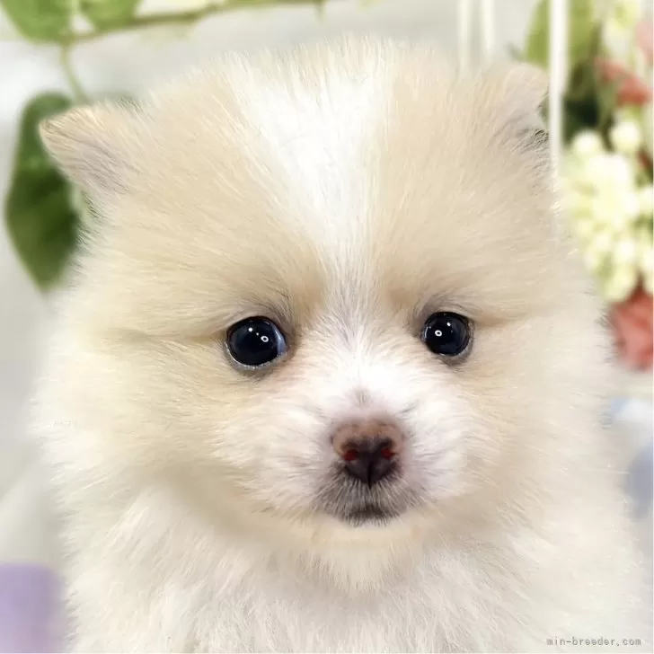 ポメラニアン【滋賀県・女の子・2025年9月30日・クリーム&amp;ホワイト】の写真1