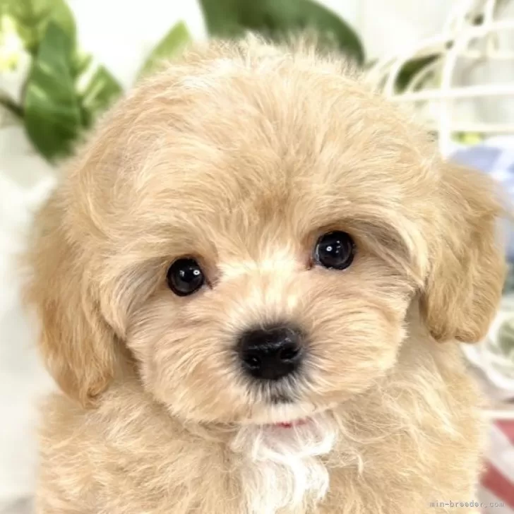 ID：2508-02566の子犬