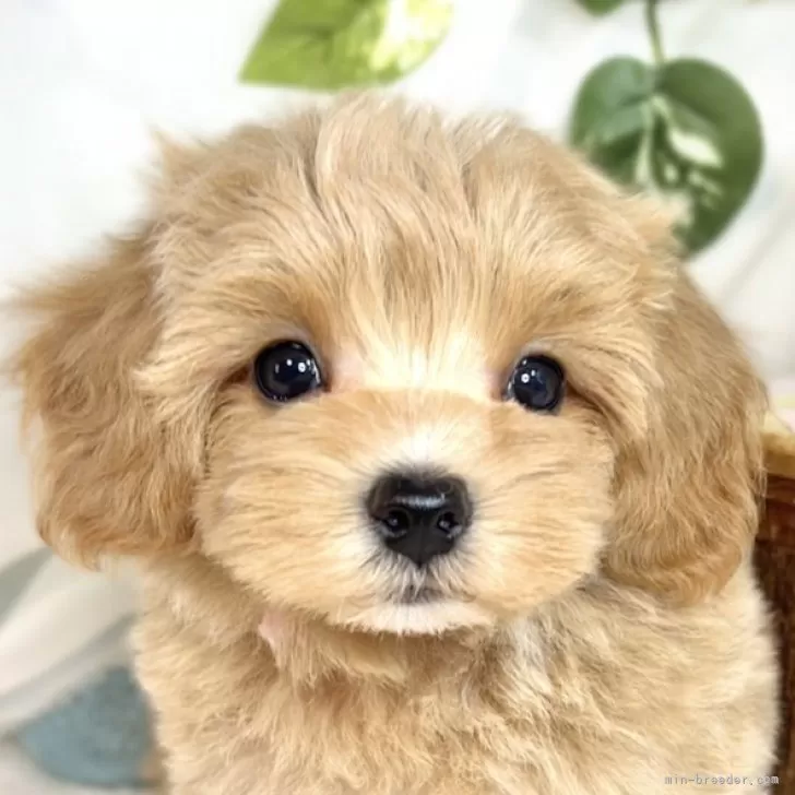 ひさ 様のお迎えした子犬