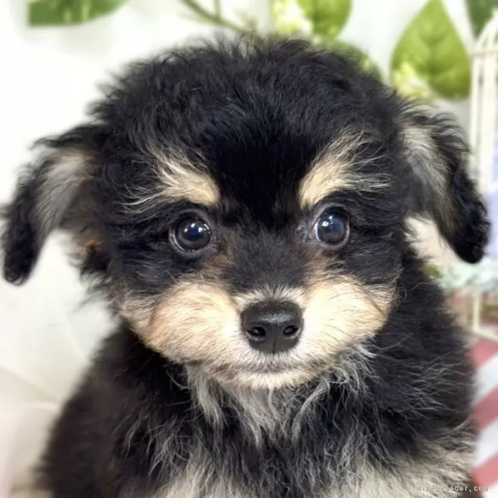 ID：2508-04896の子犬