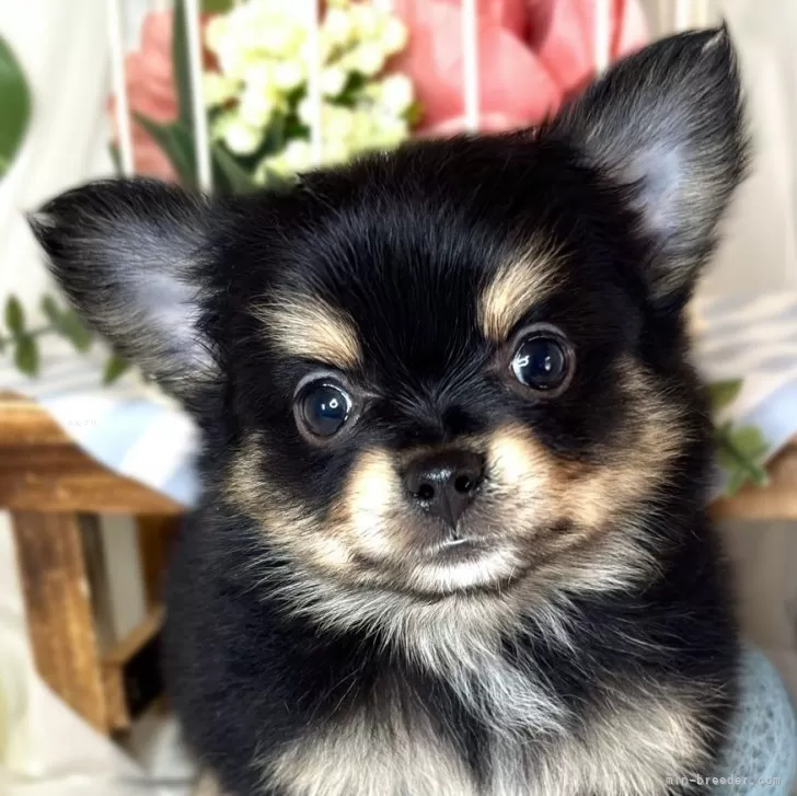 ID:2412-03564の子犬