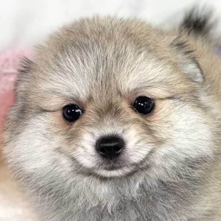 ID：2508-06939の子犬