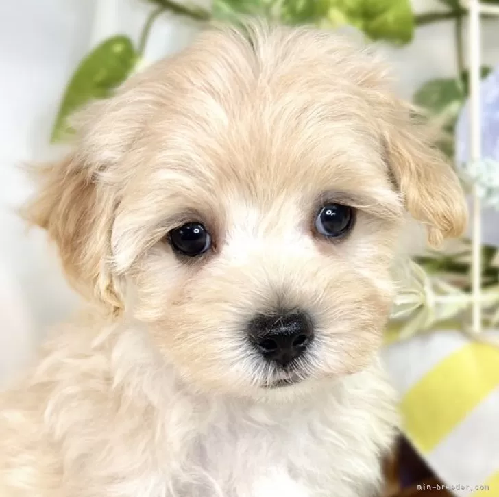 ID:2508-02559の子犬