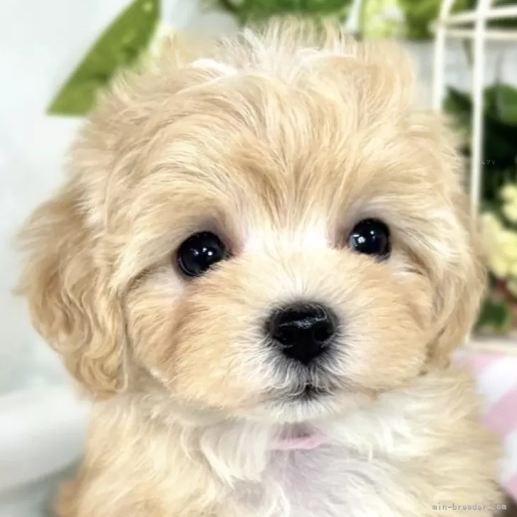 ID：2505-07325の子犬