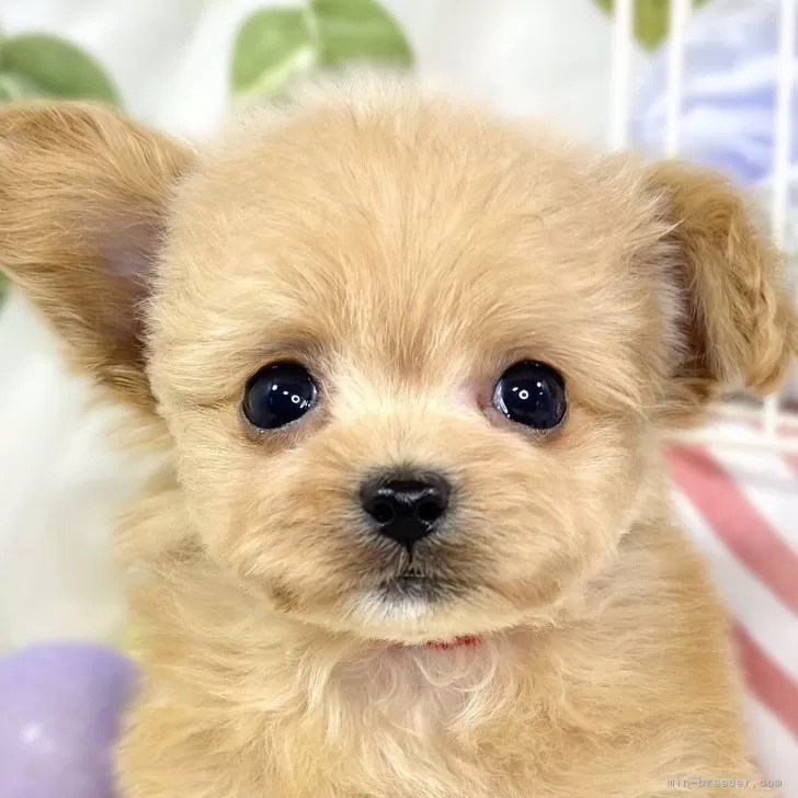 チワプー(ティーカッププードル×チワワ)【滋賀県・男の子・2025年10月22日・アプリコット】の写真1