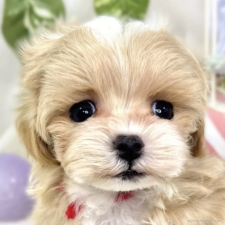 ID：2510-08101の子犬