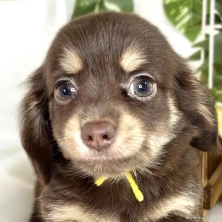 かっちゅ 様のお迎えした子犬