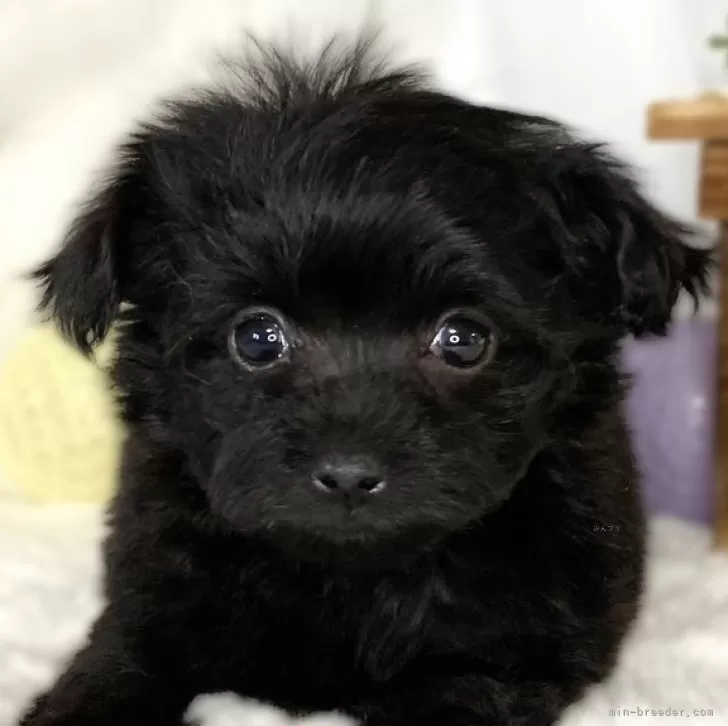 ID:2502-04447の子犬