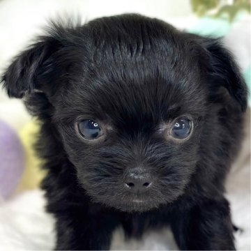 チワプー(トイプードル×チワワ)【滋賀県・女の子・2025年10月11日・ブラック】の写真「おもちゃが好きなチワプーちゃん🐶💖」