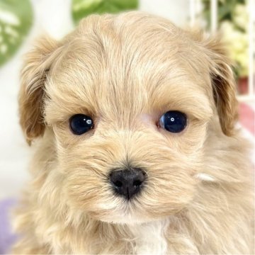 マルプー(トイプードル×マルチーズ)【滋賀県・女の子・2025年10月9日・アプリコット】の写真「ほんわかマイペースな女の子🐶🌷」