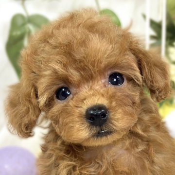 トイプードル(トイ)【滋賀県・女の子・2025年9月18日・レッドフォーン】の写真「小柄で可愛い女の子👧🎀」