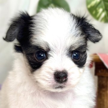 チワマル(マルチーズ×チワワ)【滋賀県・女の子・2025年9月17日・ホワイト&ブラック】の写真「マイペースな優しい女の子👧🌷✨」