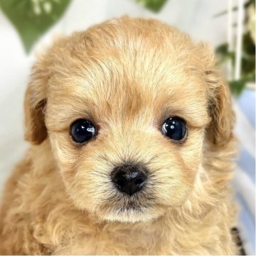 チワプー(チワワ×トイプードル)【滋賀県・女の子・2025年9月27日・アプリコット&ホワイト】の写真「元気いっぱいおてんば娘🐶🎀」