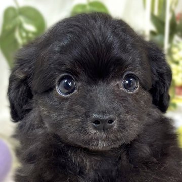 チワプー(チワワ×トイプードル)【滋賀県・女の子・2025年9月23日・ブラック】の写真「のんびりマイペースなチワプーちゃん👧🌻」