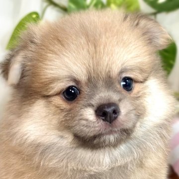 ポメチワ(チワワ×ポメラニアン)【滋賀県・男の子・2025年8月19日・フォーン】の写真「おもちゃ大好き活発な男の子🐣🍀」