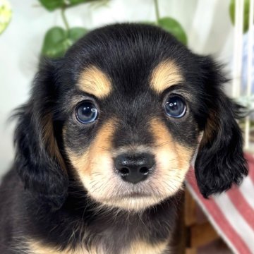 チワックス(チワワ×ダックスフンド)【滋賀県・男の子・2025年9月11日・ブラック&タン】の写真「元気で明るいチワックス君🐶🌱」