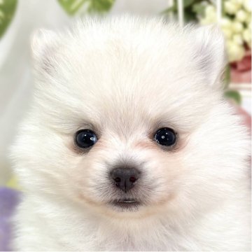 ポメチワ(チワワ×ポメラニアン)【滋賀県・女の子・2025年9月28日・クリーム】の写真「ほんわか優しい女の子👧🎀」