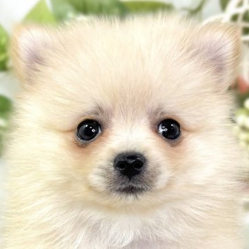ポメラニアン【滋賀県・女の子・2025年10月17日・クリーム】の写真「クリクリおめめの可愛い女の子👧🎵✨」