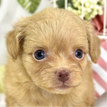 チワプー(トイプードル×チワワ)【滋賀県・女の子・2025年9月28日・アプリコット】の写真「遊ぶのが好きなチワプーちゃん🐶🌷」