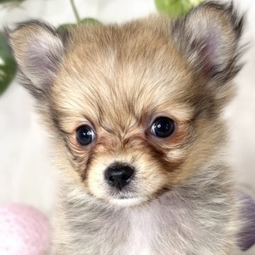 ポメチワ(チワワ×ポメラニアン)【滋賀県・女の子・2024年12月15日・オレンジ】の写真「おっとりマイペースな女の子👧👧🎀」